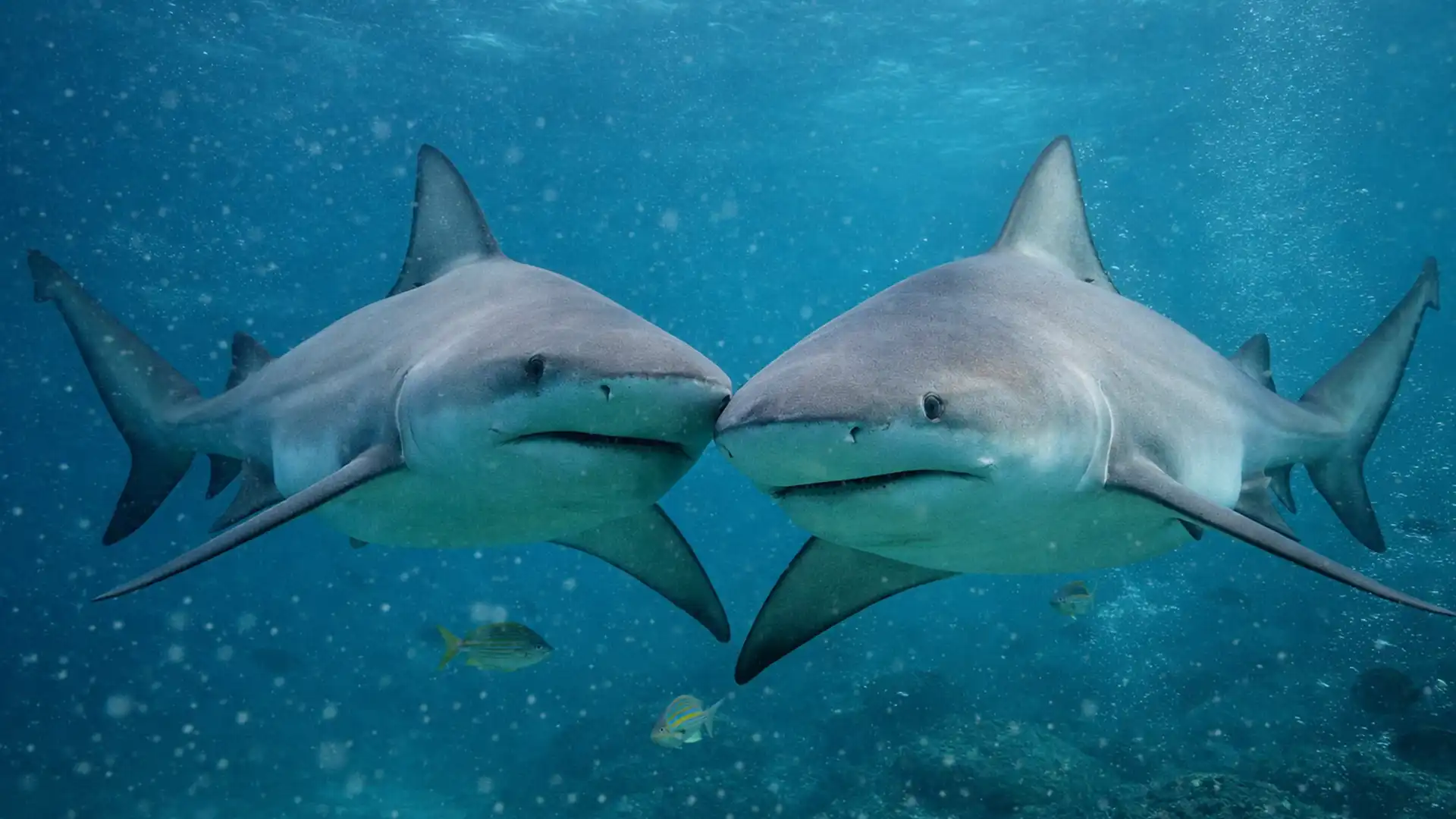 Rechinii au „prieteni apropiați”: comportamentul social neașteptat al unor prădători considerați solitari