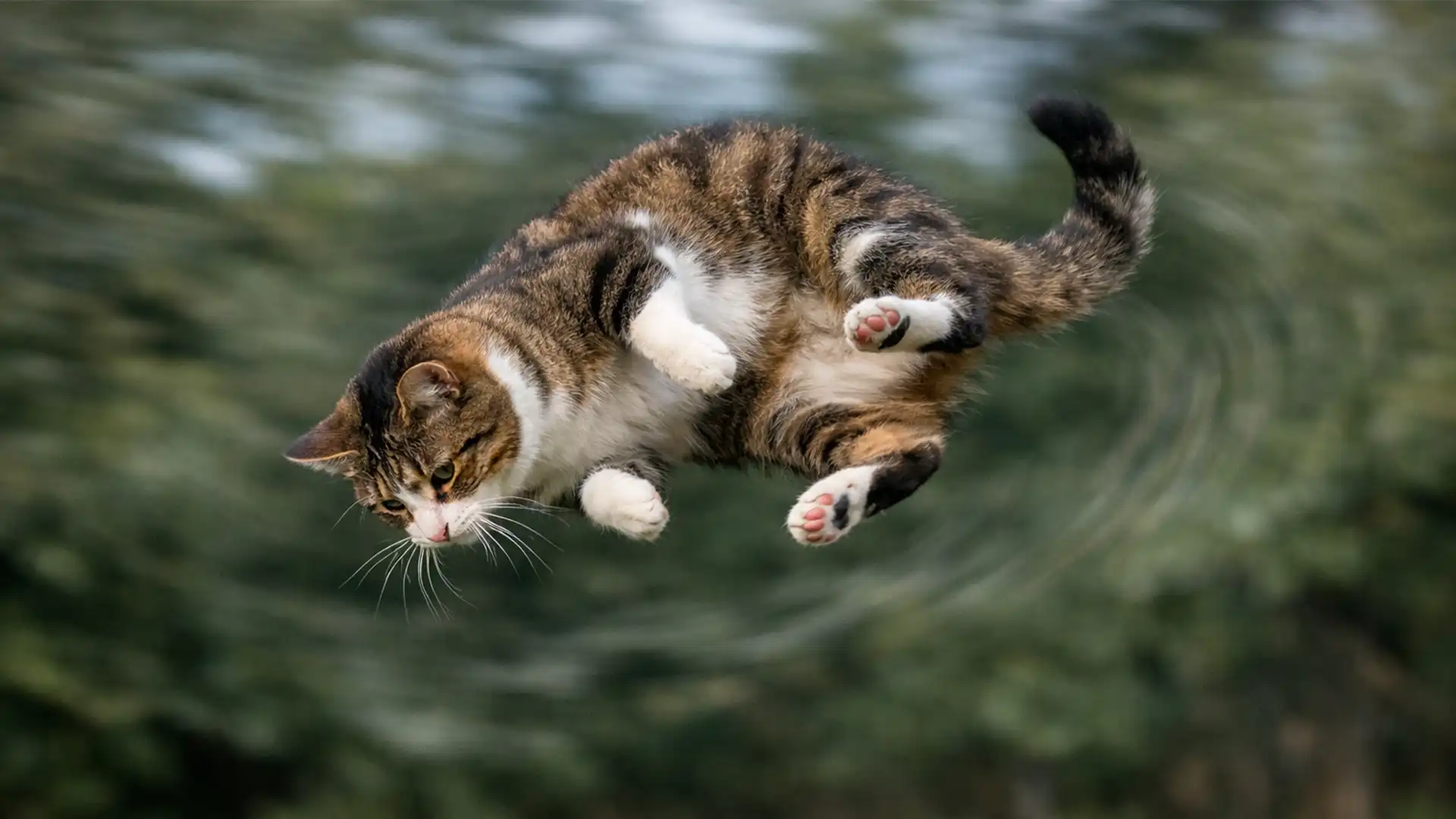 De ce aterizează pisicile în picioare mereu?