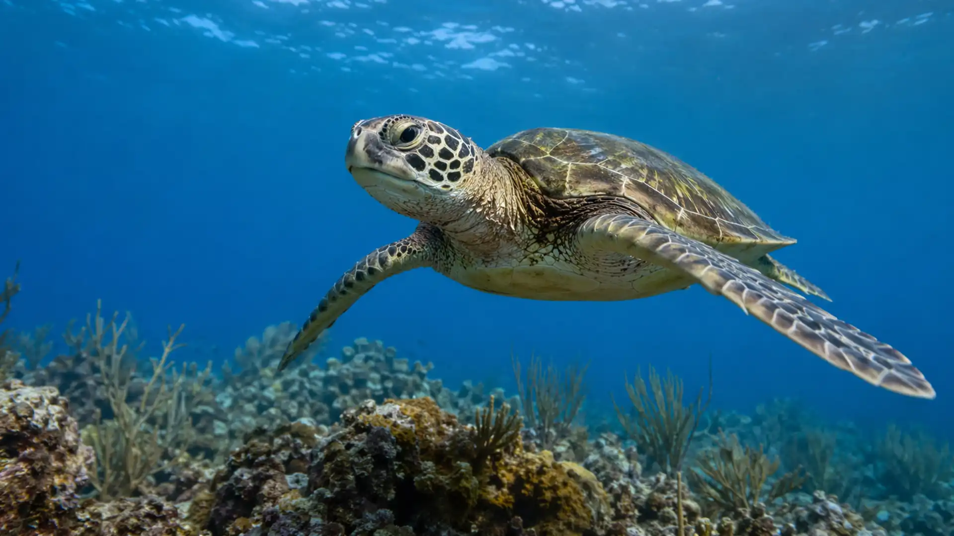 „God Squad” suspendă protecțiile pentru animale pentru a extinde forajele petroliere în Golful Mexic